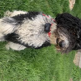 Bernedoodles and Goldendoodles from Valley View Doodles