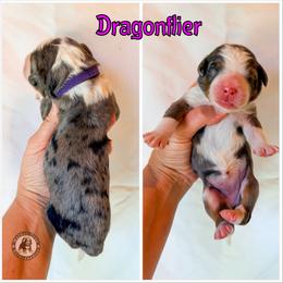 Dragonflier - Blue merle female Bernedoodle puppy in Banner Elk, North Carolina from Walnut Tree Bernedoodles