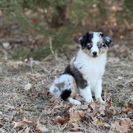 Belle - Blue merle female Miniature Australian Shepherd puppy in Natural Dam, Arkansas from Natural State Aussies