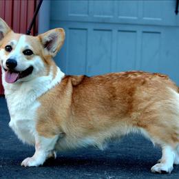 Zuzu - Pembroke Welsh Corgi