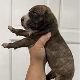 Amy Grant - Chocolate brindle female Great Dane puppy in Florida from Beachside Kennels