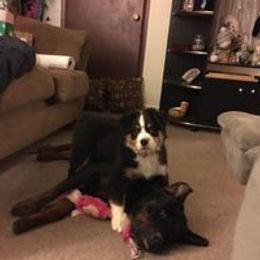 Australian Shepherds and Rottweilers from VomMohr Kennels