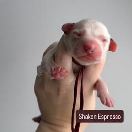 Shaken Espresso - LUA long coat - White and black male Dalmatian puppy in Davenport, Florida from Sunny Jewels Dalmatians