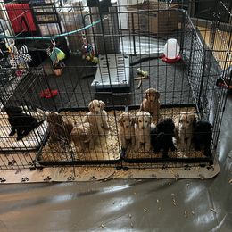 Poodle Puppies from Pawsable Prospects