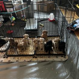 Poodle Puppies from Pawsable Prospects