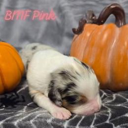 Girl 2 - Blue merle female Australian Shepherd puppy in Palm Coast, Florida from Calypso Chow Chows and Australian Shepherds