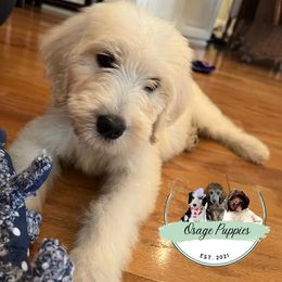 Goldendoodle, Labradoodle, Poodle, and Sheepadoodle Puppies from Osage Puppies