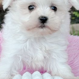 Boy 1 - White male Maltese puppy in Charlotte, North Carolina from Toy Poodle and Maltese Perfection