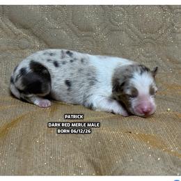 Patrick - Red tri-color male Australian Shepherd puppy in Bethany, Connecticut from Wynter Thyme Manor Australian shepherds