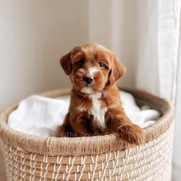 Dice - Red  male Goldendoodle puppy in Syracuse, Indiana from The Doodle Cove