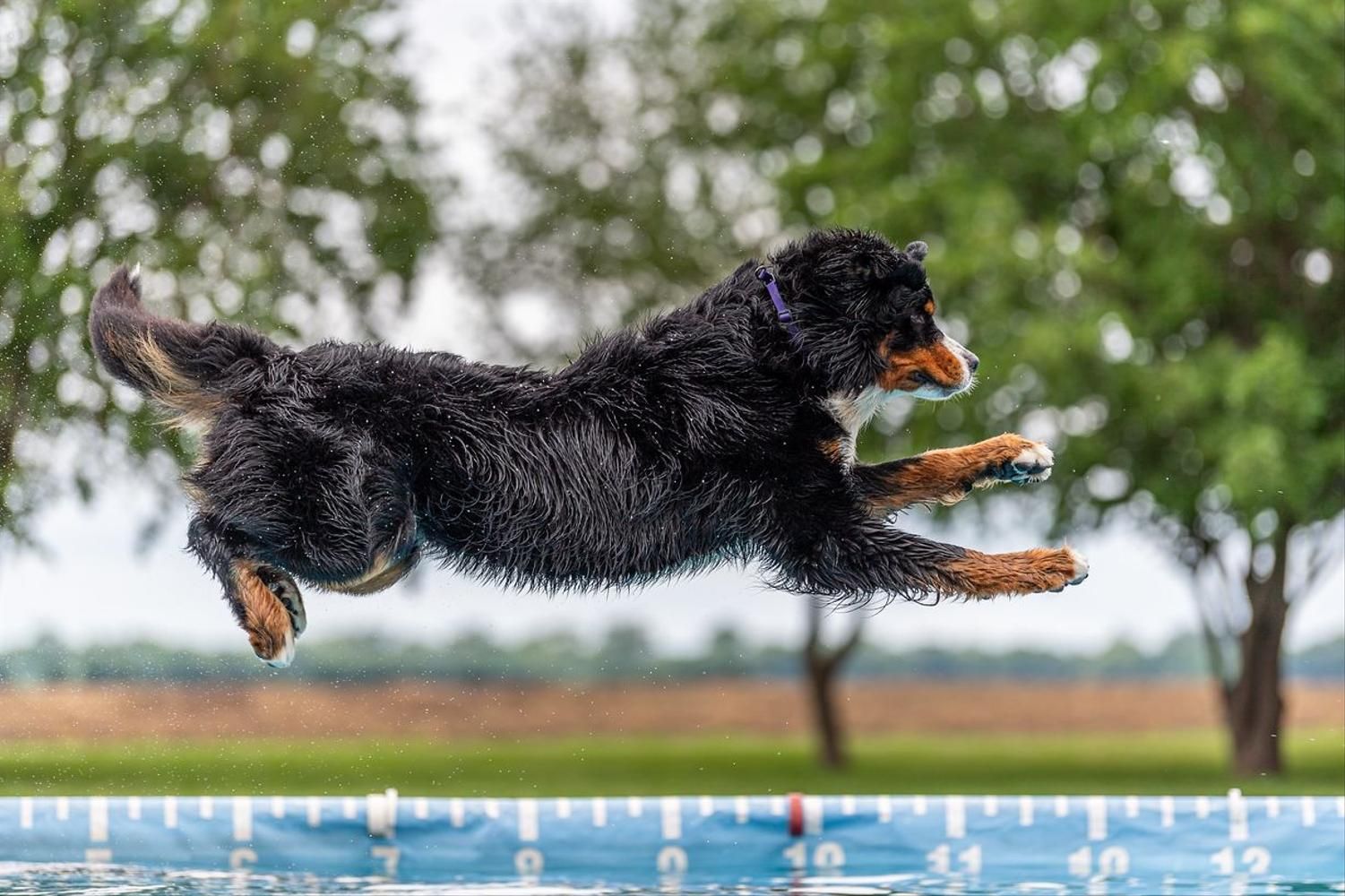 A Bernese Mountain Dog dives into a pool