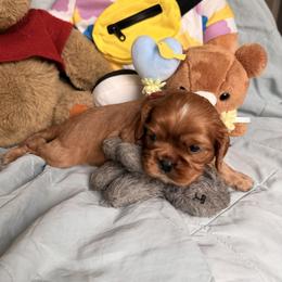 Cavalier King Charles Spaniel and Cavapoo Puppies from Unicorn Tears and Cavaliers