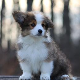 Tommy - Sable male Pembroke Welsh Corgi puppy in South Otselic, New York from Ridge Top Corgis