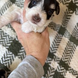 Fiona - Parti female Miniature Schnauzer puppy in Nederland, Texas from Daffodil Dogs