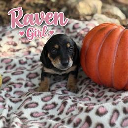 Dachshund Puppies from Dirksen Doxies
