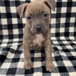 Girl 1 - female American Pit Bull Terrier puppy in Nine Mile Falls, Washington from Bartin Kennels