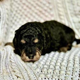 Pablo - Phantom male Goldendoodle puppy in Stockton, California from Port City Doodles
