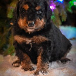 Dancer - Phantom female Bernedoodle puppy in Lookout, California from Remington Kennels, LLC