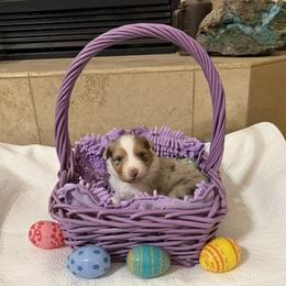 Girl 2 - Red merle female Australian Shepherd puppy in Phoenix, Arizona from Heartfire Aussies