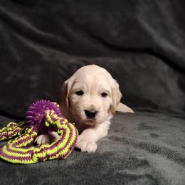 Alexis - Light golden female Golden Retriever puppy in Seymour, Missouri from High Road Golden Retrievers