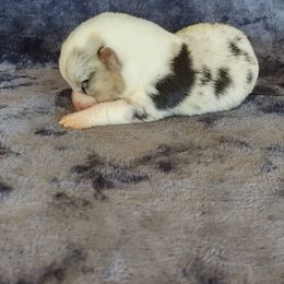 Boy 3 - Blue merle and white male Cardigan Welsh Corgi puppy in Huntington Beach, California from Lucky Puppies