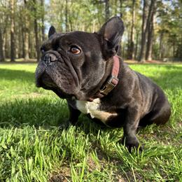 Scruggs - French Bulldog