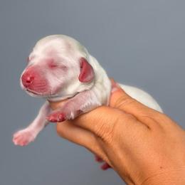 Molly - Cream female Dachshund puppy in Martinsville, Virginia from Ana’s Beautiful Doxies