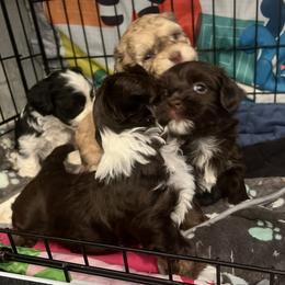 Chocolate White Markings FEMALE - Chocolate female Havanese puppy in Monahans, Texas from Homeward Havanese, LLC