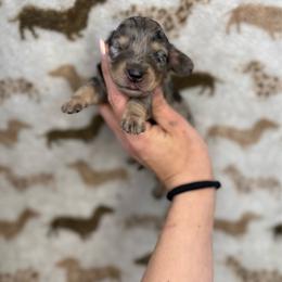 Peach - Dapple female Dachshund puppy in Oklahoma City, Oklahoma from Barrett’s Doxie Farm