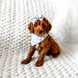 Kiara - Red  female Goldendoodle puppy in Springville, Utah from Happy Doodle