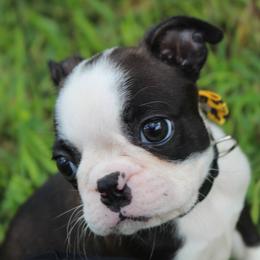 Nixi ready sept 11 - Black brindle and white female Boston Terrier puppy in Brooksville, Florida from I Love Pups