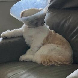 Shih Tzu Puppies from Jazzie Shih Tzu