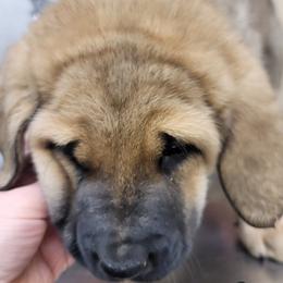 Eliza - Wolfgray female Spanish Mastiff puppy in Prosperity, Pennsylvania from Prosperity Guardians