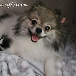 Lacy - Pomeranian