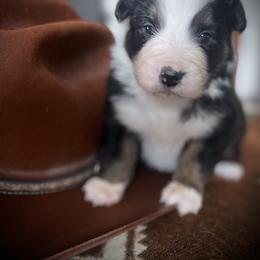 Pam - Black tri female Miniature Australian Shepherd puppy in Bethany, Illinois from Rachel at Marrowbone Creek Aussies