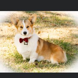 Pembroke Welsh Corgi All Grown Up from Wildfire Ranch