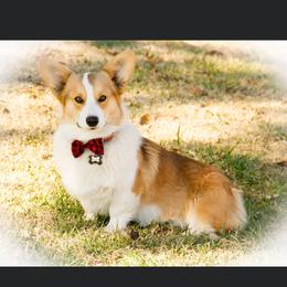 Pembroke Welsh Corgi All Grown Up from Wildfire Ranch