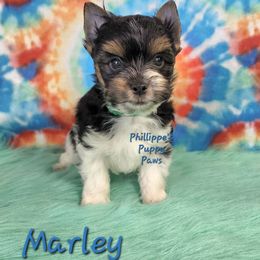 Marley - Parti male Yorkshire Terrier puppy in Adair, Oklahoma from Phillippe's Puppy Paws