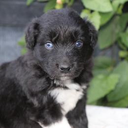 Boy 1 - Black & white male Australian Shepherd puppy in Hillsboro, Ohio from Sugar Grove Farms