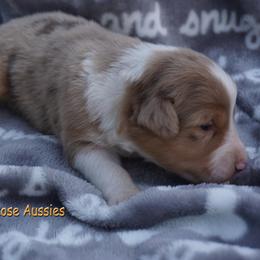Bacon - Red merle male Australian Shepherd puppy in Burbank, South Dakota from Dakota Rose Aussies