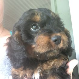 Cavapoo, Pyredoodle, and Sheepadoodle Puppies from Davis Family Doodles