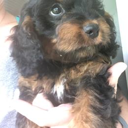 Cavapoo, Pyredoodle, and Sheepadoodle Puppies from Davis Family Doodles