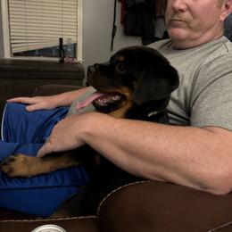 Rottweiler Puppies from Come what May Rottweillers & rescues llc
