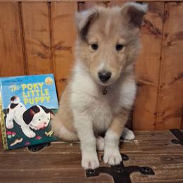 Diesel - Sable merle and white male Collie puppy in Montpelier, Virginia from Gun Barrel Collies