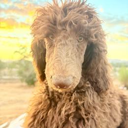 Scooby - Cafe au lait male Poodle puppy in Meadowbrook, California from Standard Poodle Pups
