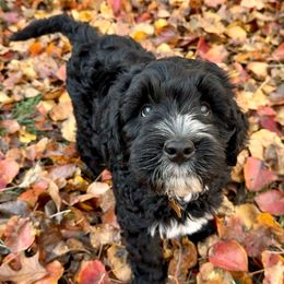 Phantom - Black and chalk male Australian Labradoodle puppy in Saint Louis, Missouri from Gateway Australian Labradoodles