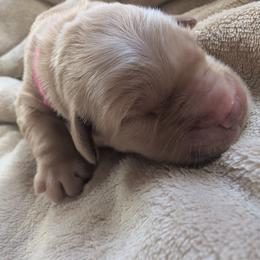Girl 2 - Golden female Golden Retriever puppy in Buckley, Washington from Chrysus Spirit Goldens