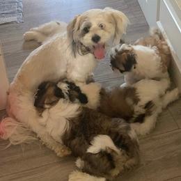 Lhasa Apsos from Piper’s Puppies