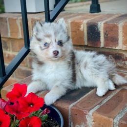 Bora (Pet Only Contract) - Merle female Pomsky puppy in Greenville, South Carolina from Thicketty Mountain Pomskies