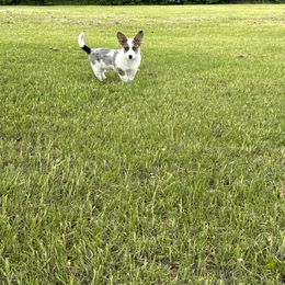 American Corgi, Cardigan Welsh Corgi, and Pembroke Welsh Corgi Puppies from Enok Corgis
